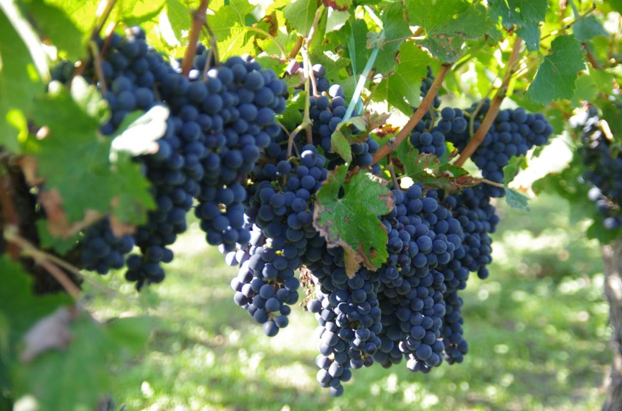 Saint-Sulpice-de-Faleyrens Clos De Bertinat מראה חיצוני תמונה