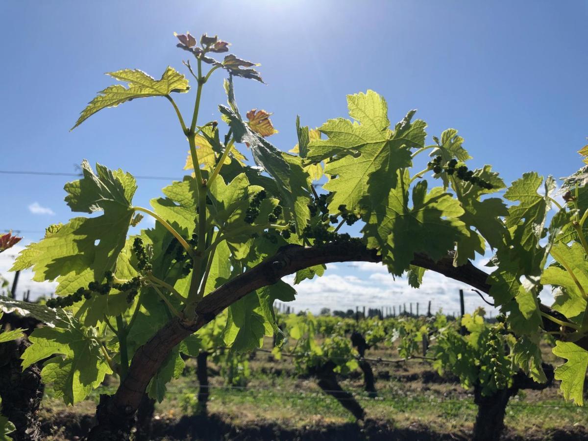 Saint-Sulpice-de-Faleyrens Clos De Bertinat מראה חיצוני תמונה