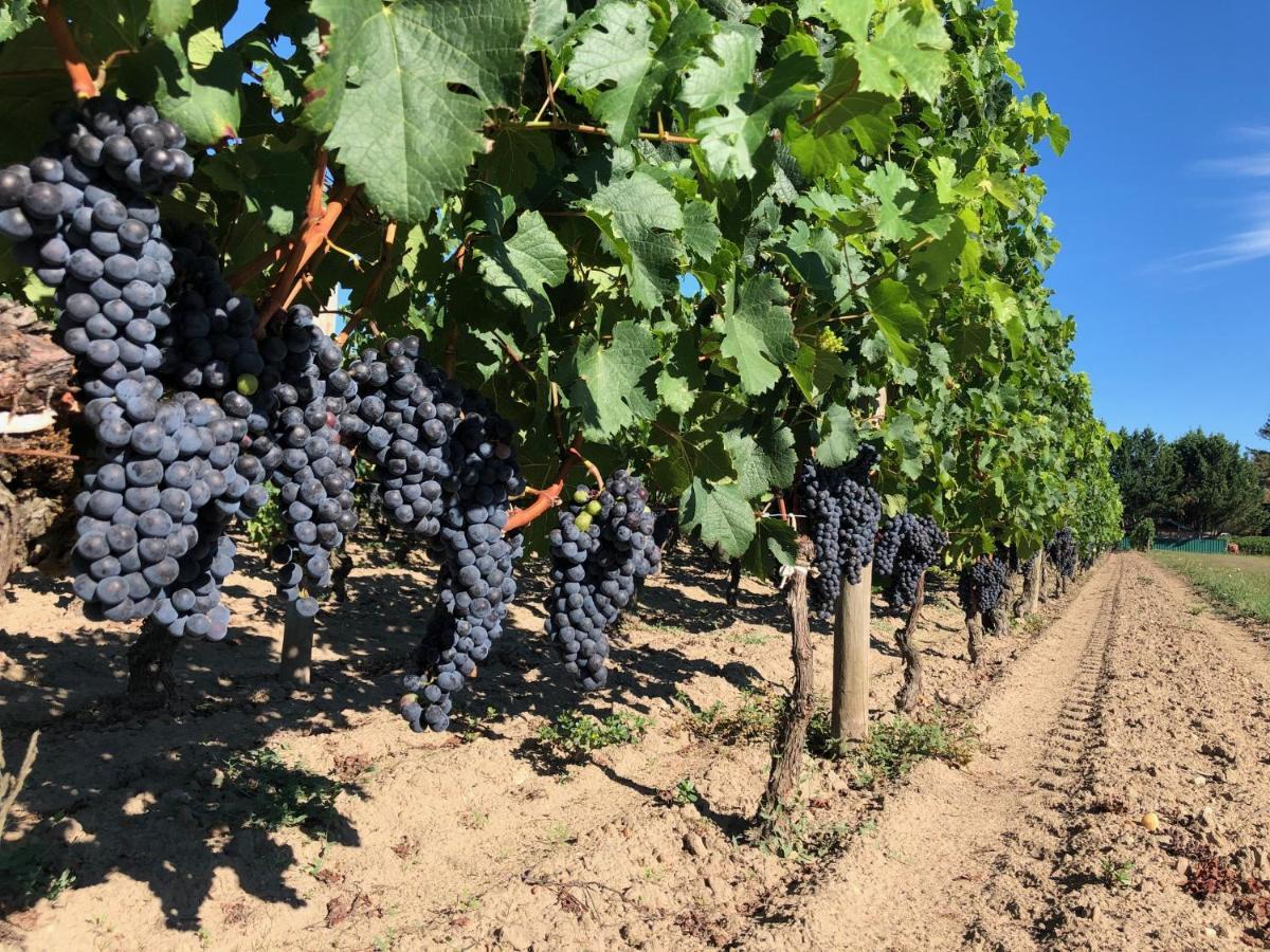 Saint-Sulpice-de-Faleyrens Clos De Bertinat מראה חיצוני תמונה