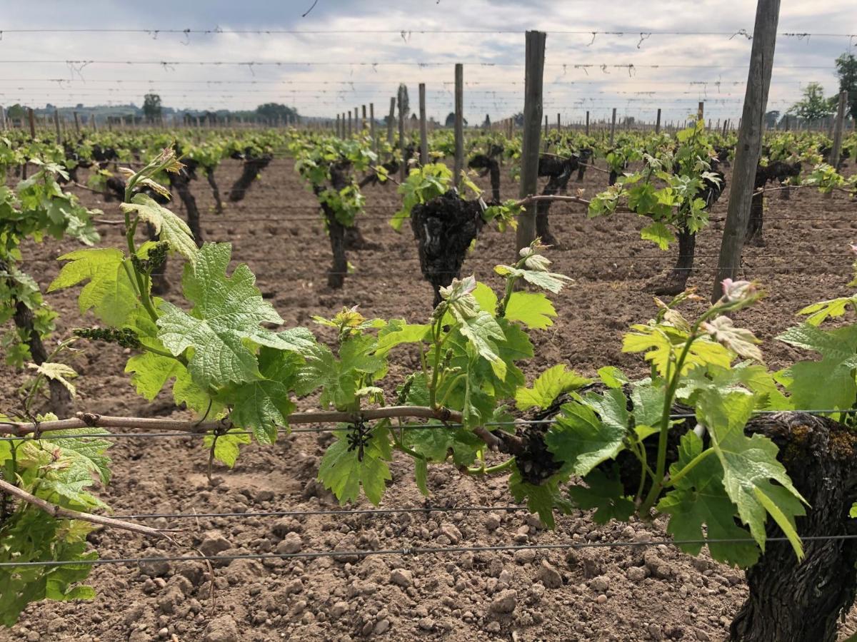Saint-Sulpice-de-Faleyrens Clos De Bertinat מראה חיצוני תמונה