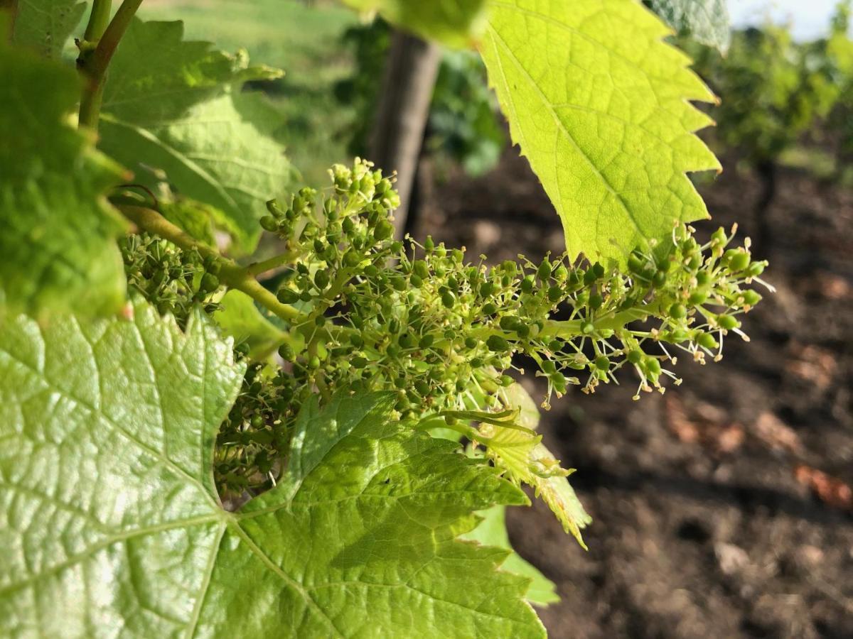 Saint-Sulpice-de-Faleyrens Clos De Bertinat מראה חיצוני תמונה
